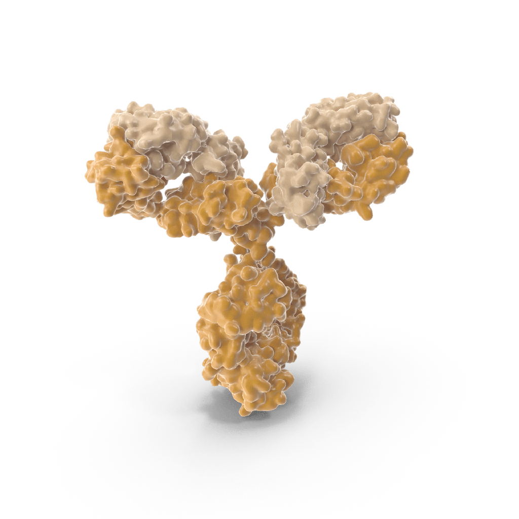 Monoclonal Anti-Rec. Japanese Encephalitis Virus (JEV) envelop protein E (JEV-EP) Supt.